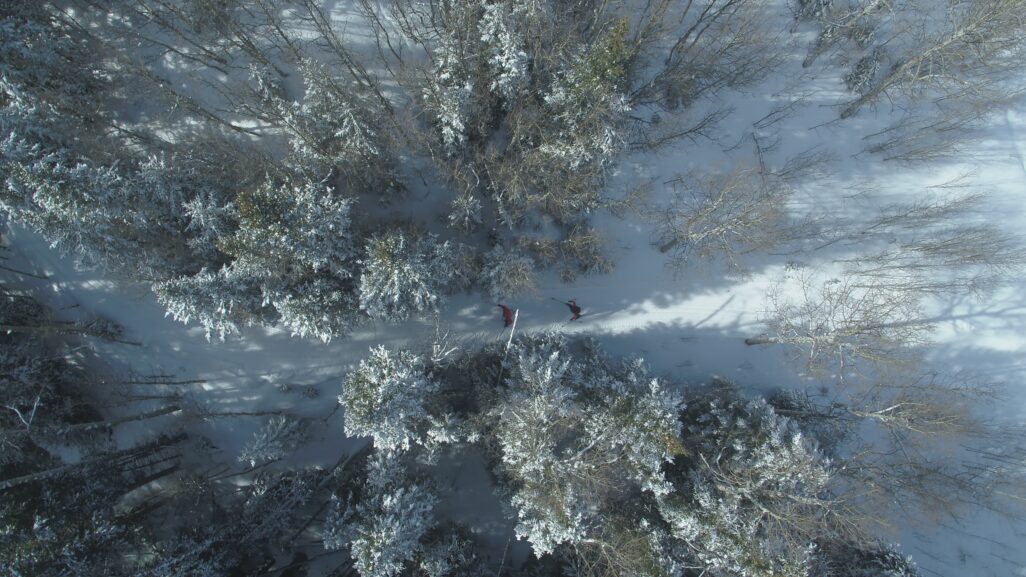 Top down aerial of cross country skiers between pine trees in snowy landscape