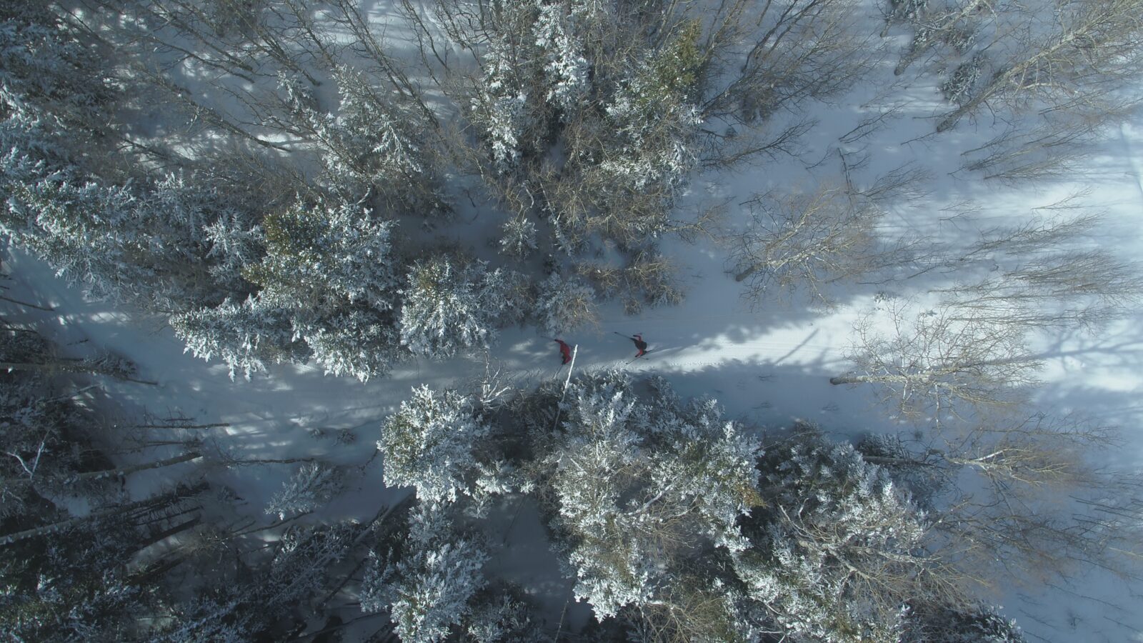 Top down aerial of cross country skiers between pine trees in snowy landscape