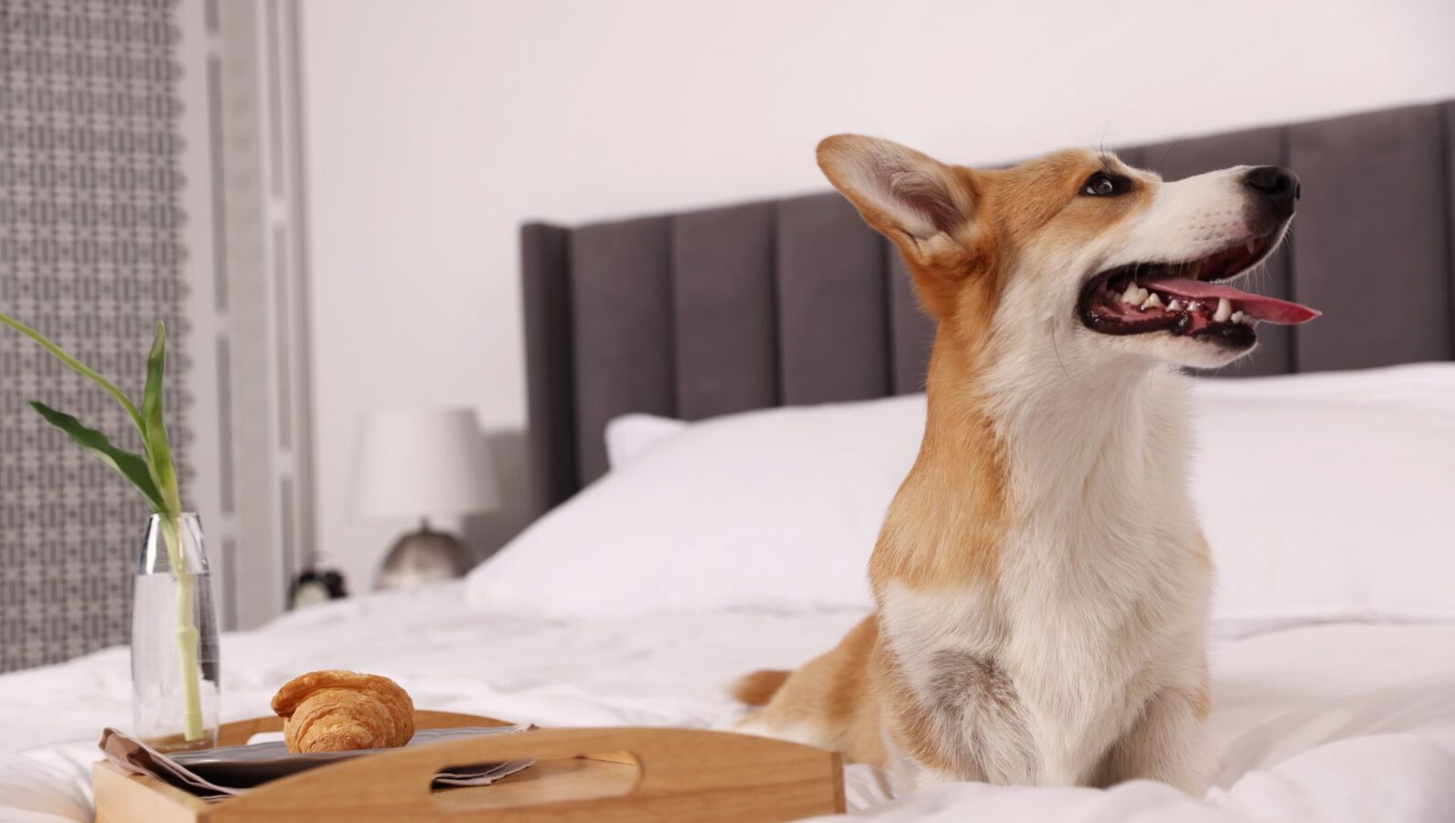 Cute dog and tray with croissant and flower on bed indoors at a pet-friendly hotel